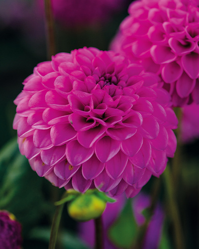 DÁLIA (GEORGÍNA) ROCCO 10 ks